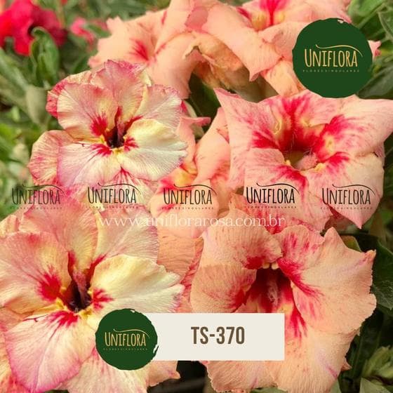 Rosa do deserto TS370 TONS CORAIS item porte matriz